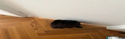 Chow Chow dogs for sale: Black Chow Chow Puppy Full Starter Pack Included in Manchester - Advert 6