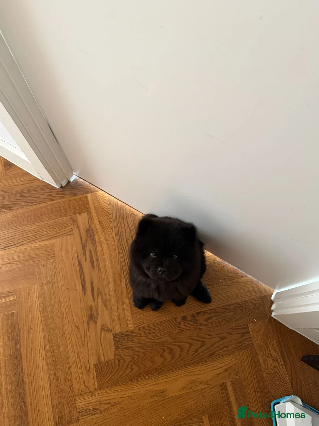 Chow Chow dogs for sale: Black Chow Chow Puppy Full Starter Pack Included in Manchester - Advert 6