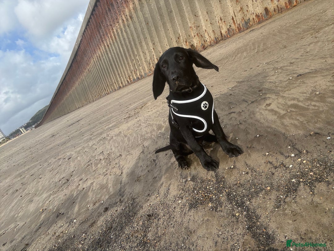 Springador dogs for sale: Milo  - Image 8
