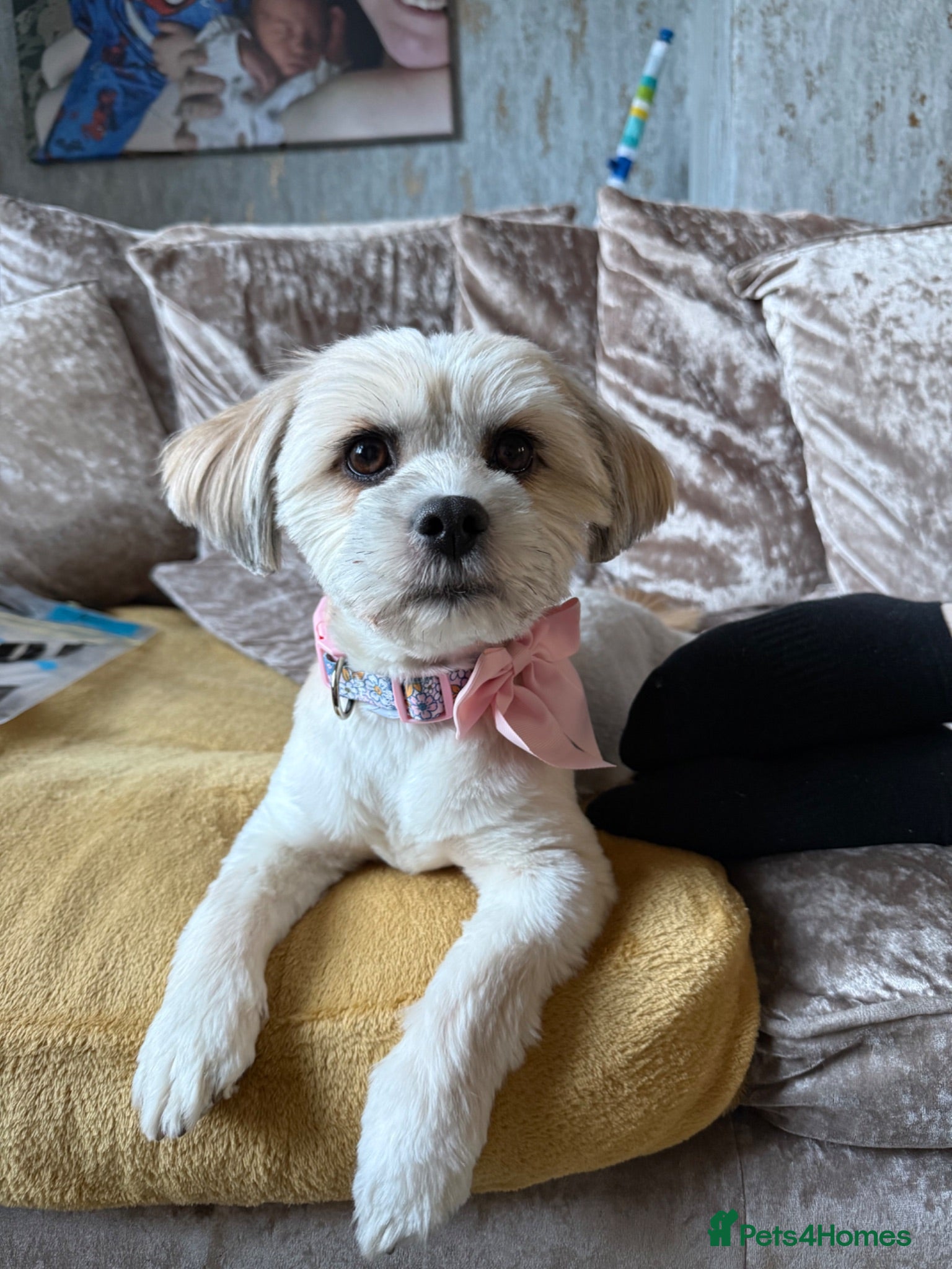 Shorkie dogs One girl available to leave today - Advert 1