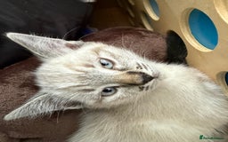 Mixed Breed cats for sale: Friendly kitten for sale - Image 1