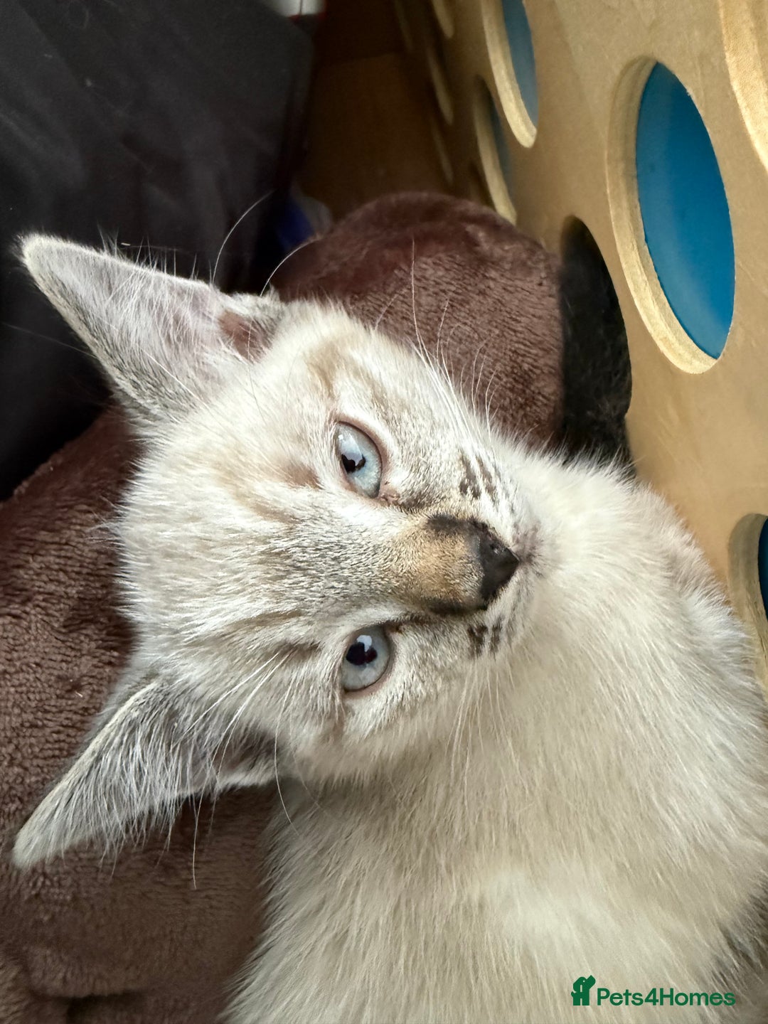 Mixed Breed cats for sale: Friendly kitten for sale - Image 1