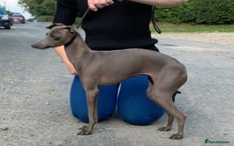 Italian Greyhound dogs for sale: 4 stunning Italian greyhound puppies  - Image 10