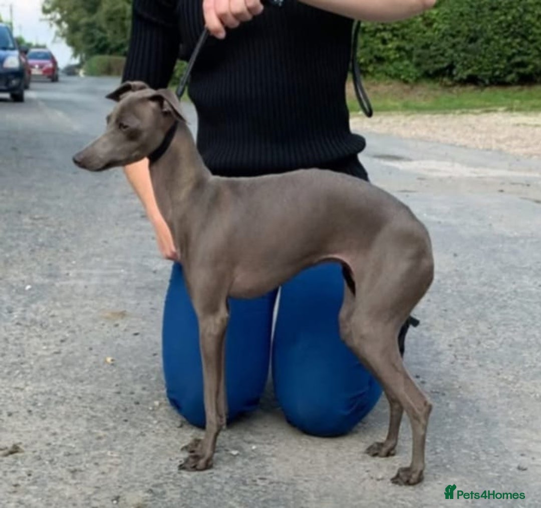 Italian Greyhound dogs for sale: 4 stunning Italian greyhound puppies  - Image 10