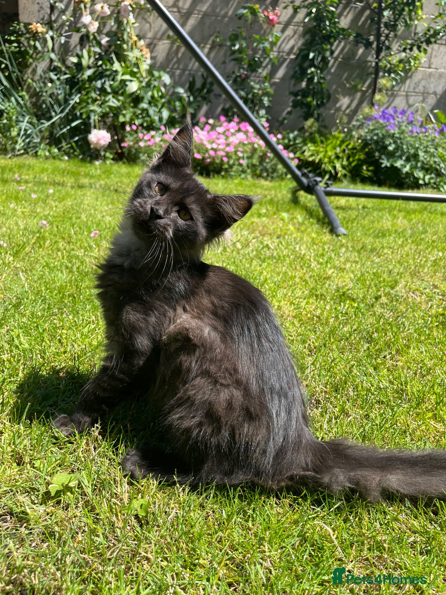 Maine Coon cats ⭐️Beautiful Maine Coon Kittens⭐️ - Advert 16