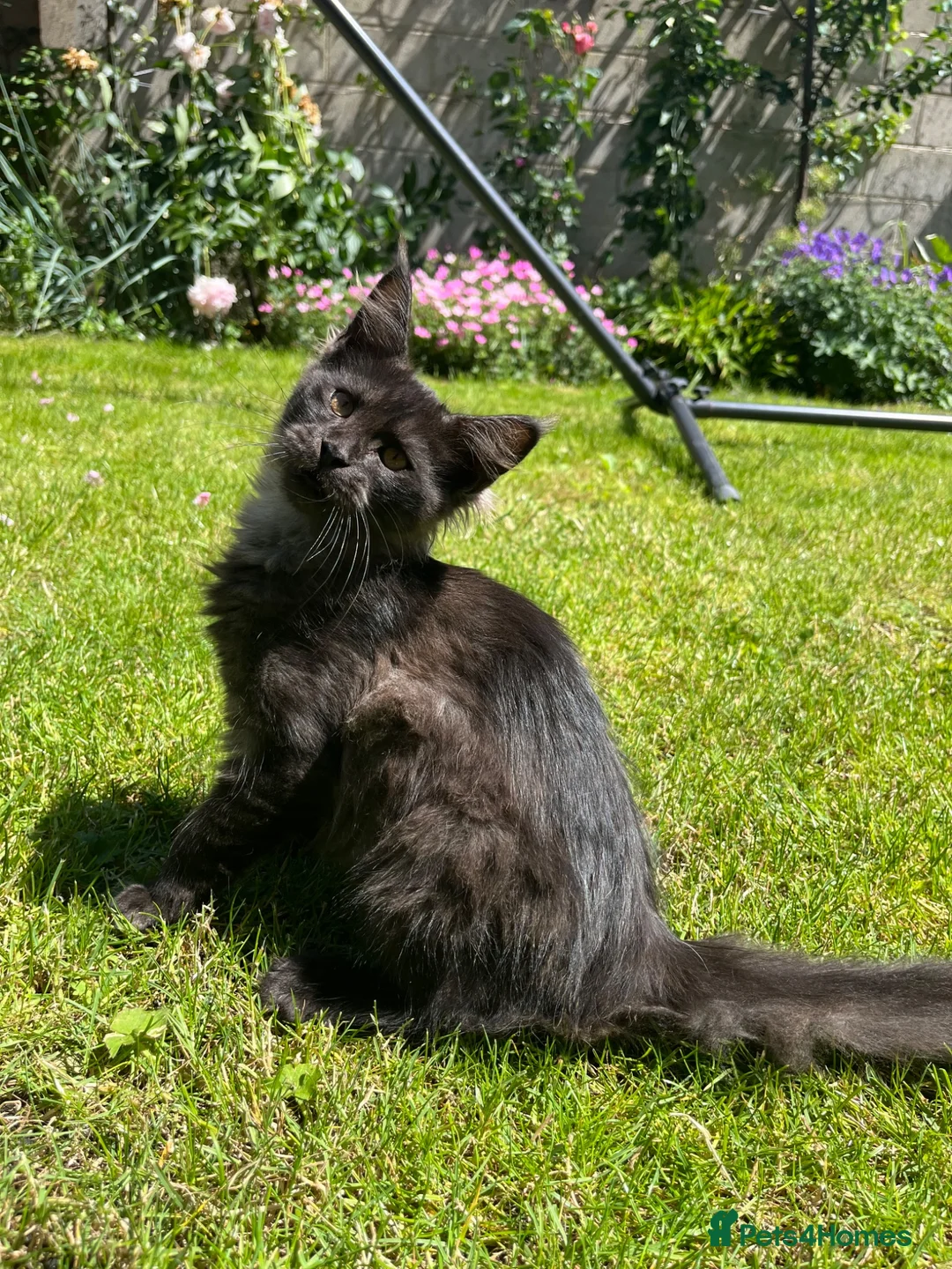 Maine Coon cats for sale: ⭐️Beautiful Maine Coon Kittens⭐️ - Advert 1