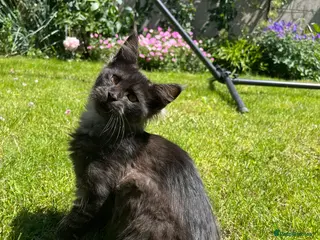 Maine Coon cats ⭐️Beautiful Maine Coon Kittens⭐️ - Advert 16
