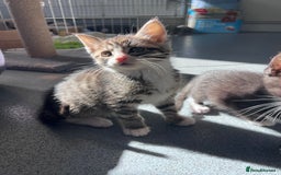 Mixed Breed cats for sale: Mainecoon/Bengal X kittens - Image 2