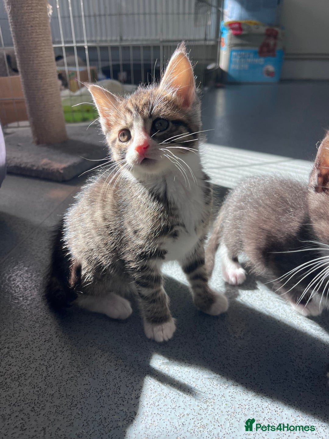 Mixed Breed cats for sale: Mainecoon/Bengal X kittens - Image 2