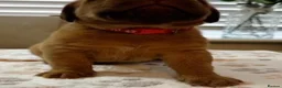 Dogue De Bordeaux dogs for sale: Magnificent Puppies Seeking Loving Homes in Belfast - Advert 9