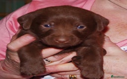 Labrador Retriever dogs for sale: * labrador retriever pups for sale - Advert 9