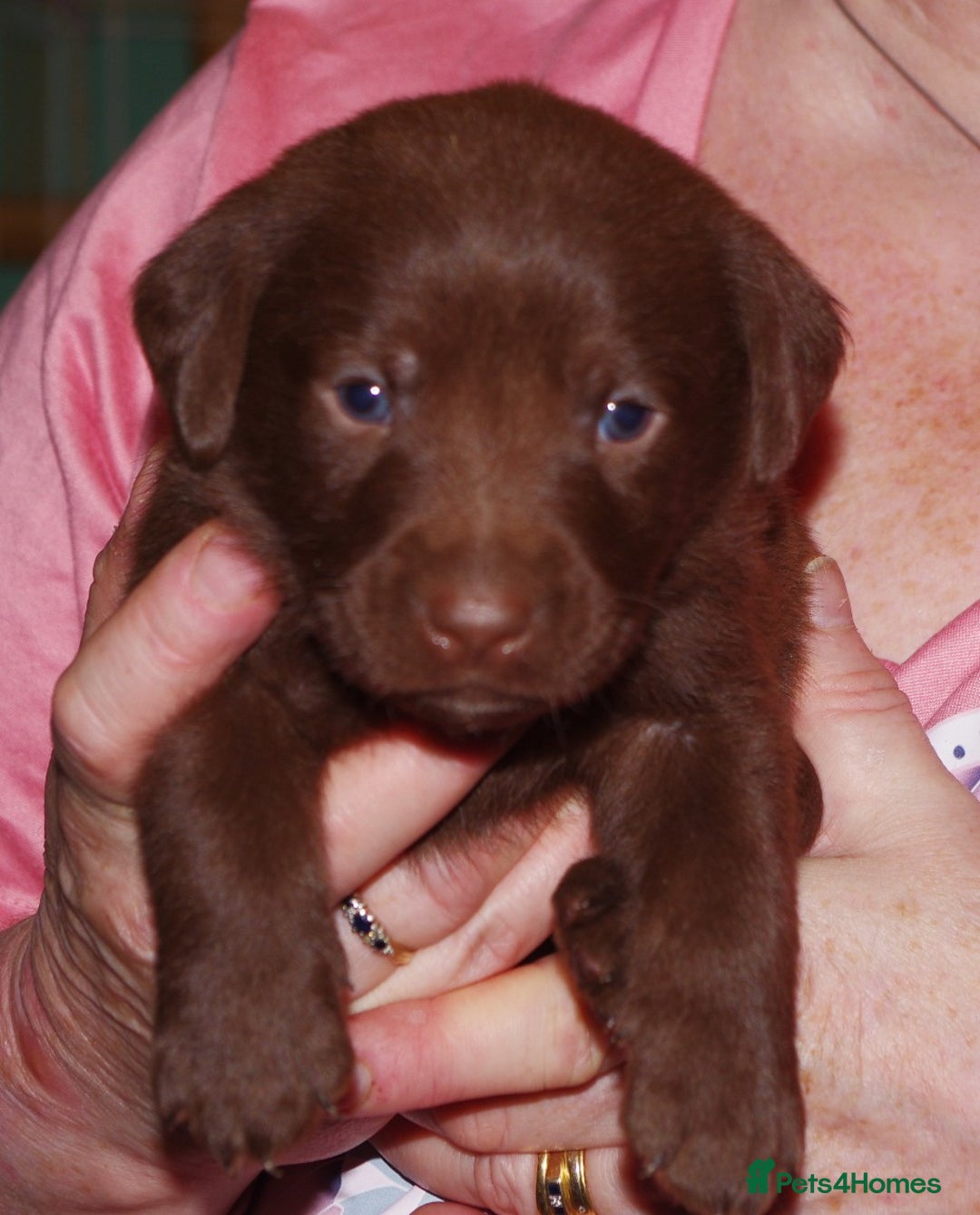 Labrador Retriever dogs for sale: * labrador retriever pups for sale - Advert 9