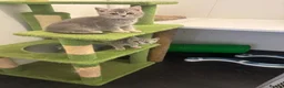 British Shorthair cats for sale: Pedigree British shorthairs  - Advert 3