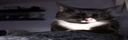 Mixed Breed cats for sale: 3 year old tuxedo female cat  - Advert 8