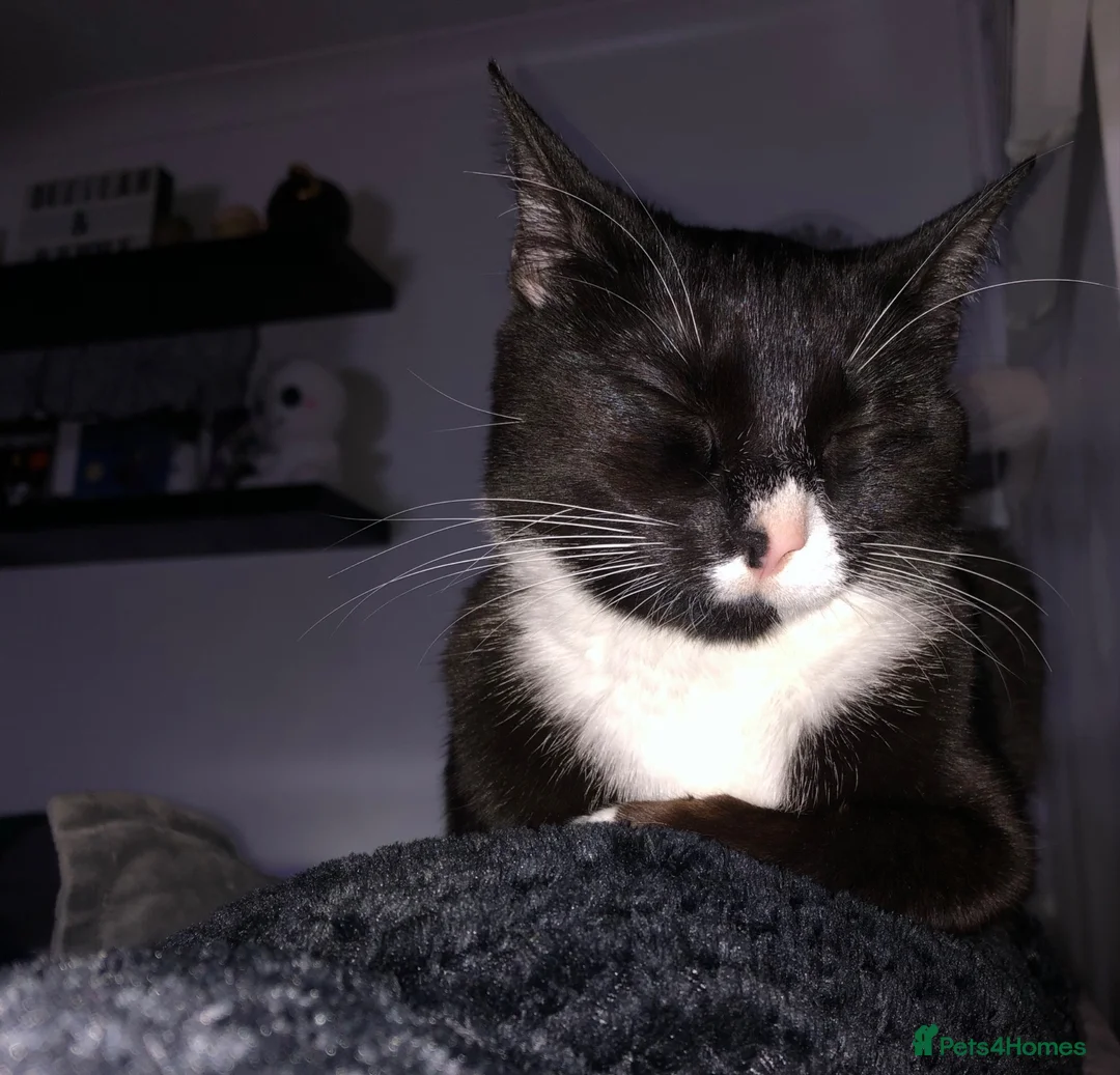 Mixed Breed cats for sale: 3 year old tuxedo female cat  - Advert 8