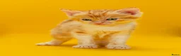 Mixed Breed cats for sale: Orange / ginger male kittens  in Stonehouse - Advert 17