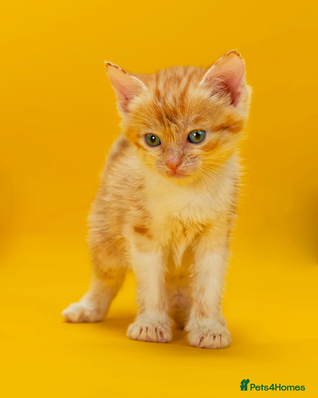 Mixed Breed cats for sale: Orange / ginger male kittens  in Stonehouse - Advert 17