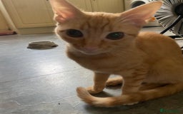 Sphynx cats for sale: Rare red tabby sphynx  - Image 9