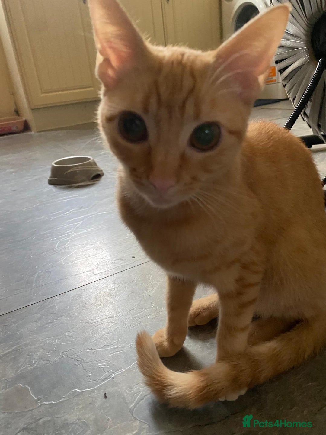 Sphynx cats for sale: Rare red tabby sphynx  - Image 9