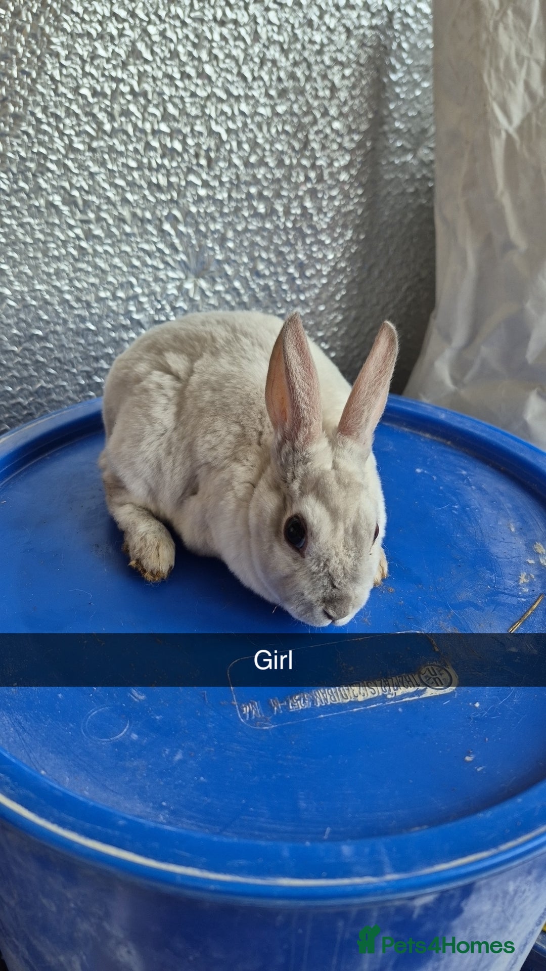 Rex rabbits for sale: Mini Rex Baby Rabbits - Advert 2