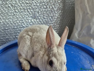 Rex rabbits Mini Rex Baby Rabbits - Advert 1