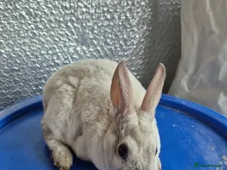 Rex rabbits Last Mini Rex Baby Female Rabbit ( Friendly) - Advert 6