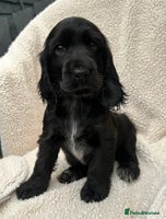 Cocker Spaniel dogs *READY NOW* KC Show Cocker Spaniel Puppies - Advert 16