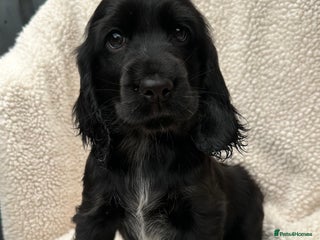 Cocker Spaniel dogs *READY NOW* 1 LEFT KC Show Cocker Spaniel Puppies - Advert 2