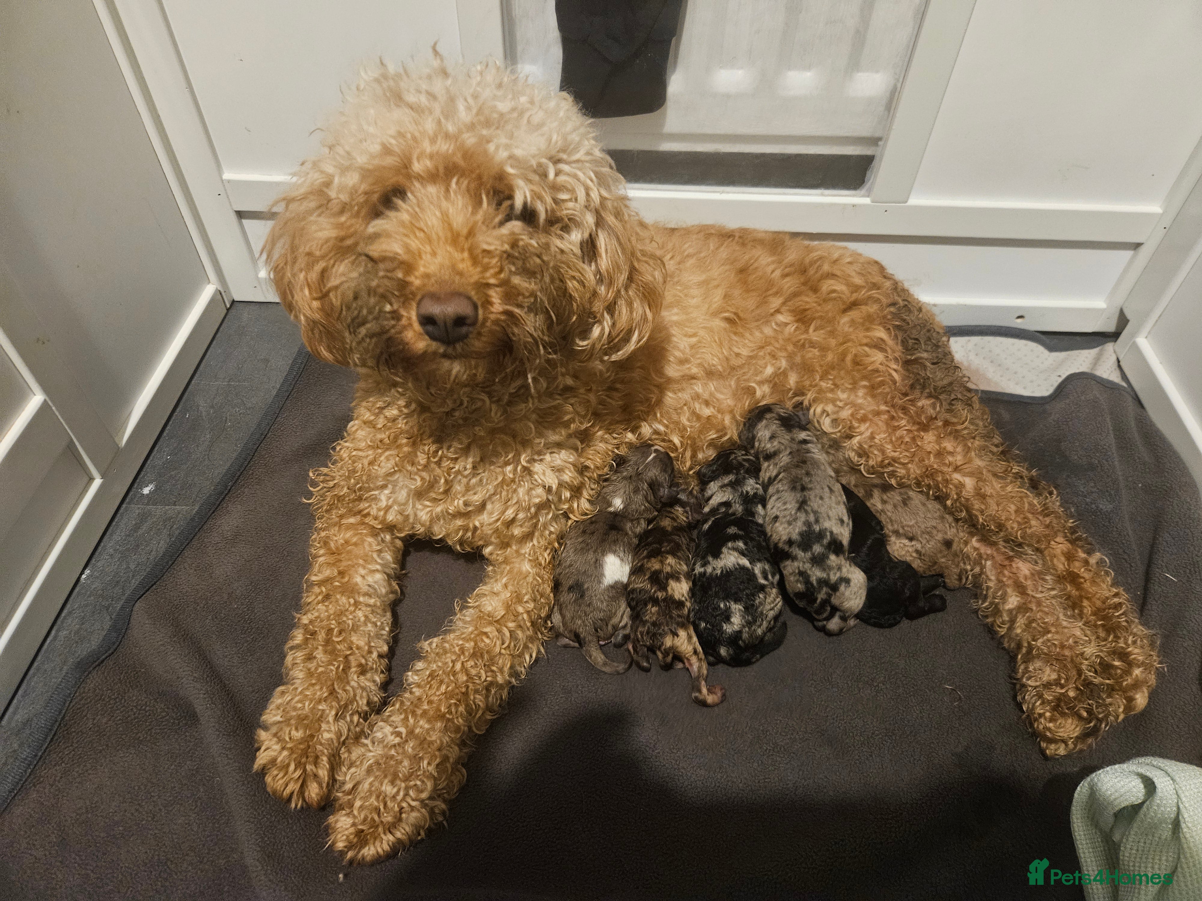 Cavapoo dogs Beautiful toy cavapoos  - Advert 1