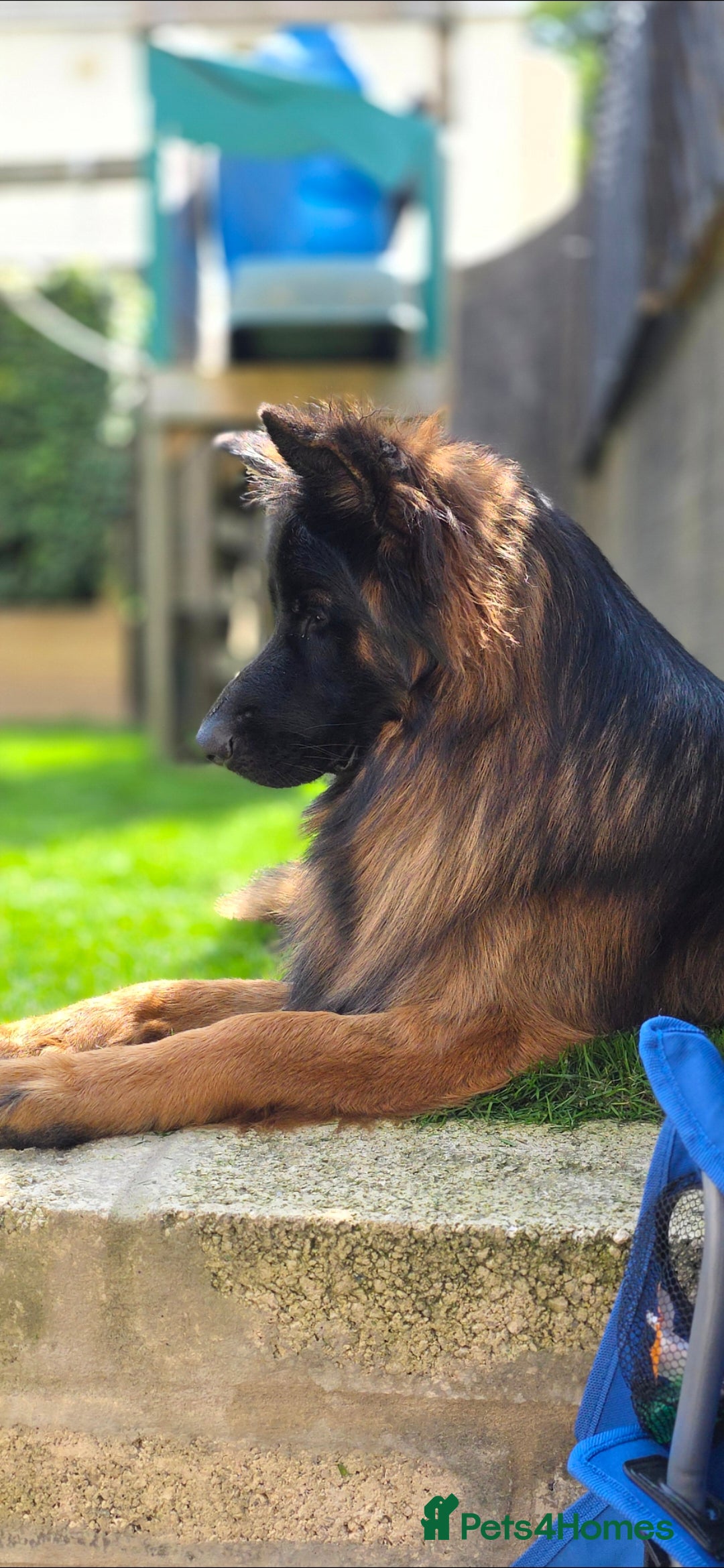 German Shepherd dogs German shepherd for STUD - Advert 3