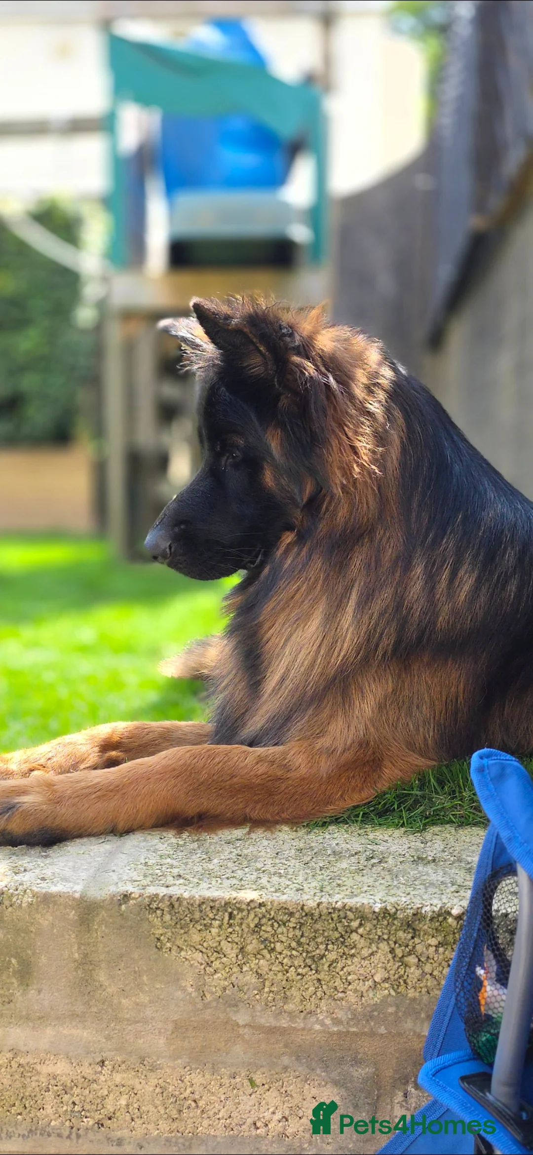 German Shepherd dogs for stud: German shepherd for STUD - Advert 1