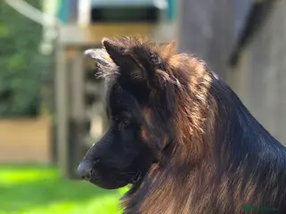 German Shepherd dogs German shepherd for STUD - Advert 3