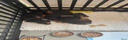 Dachshund dogs for sale: Dachshunds Thelma, Tommy and Tink  - Advert 4