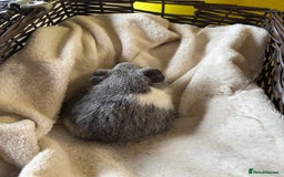Guinea Pig rodents for sale: Beautiful baby guinea pigs for sale  - Image 3