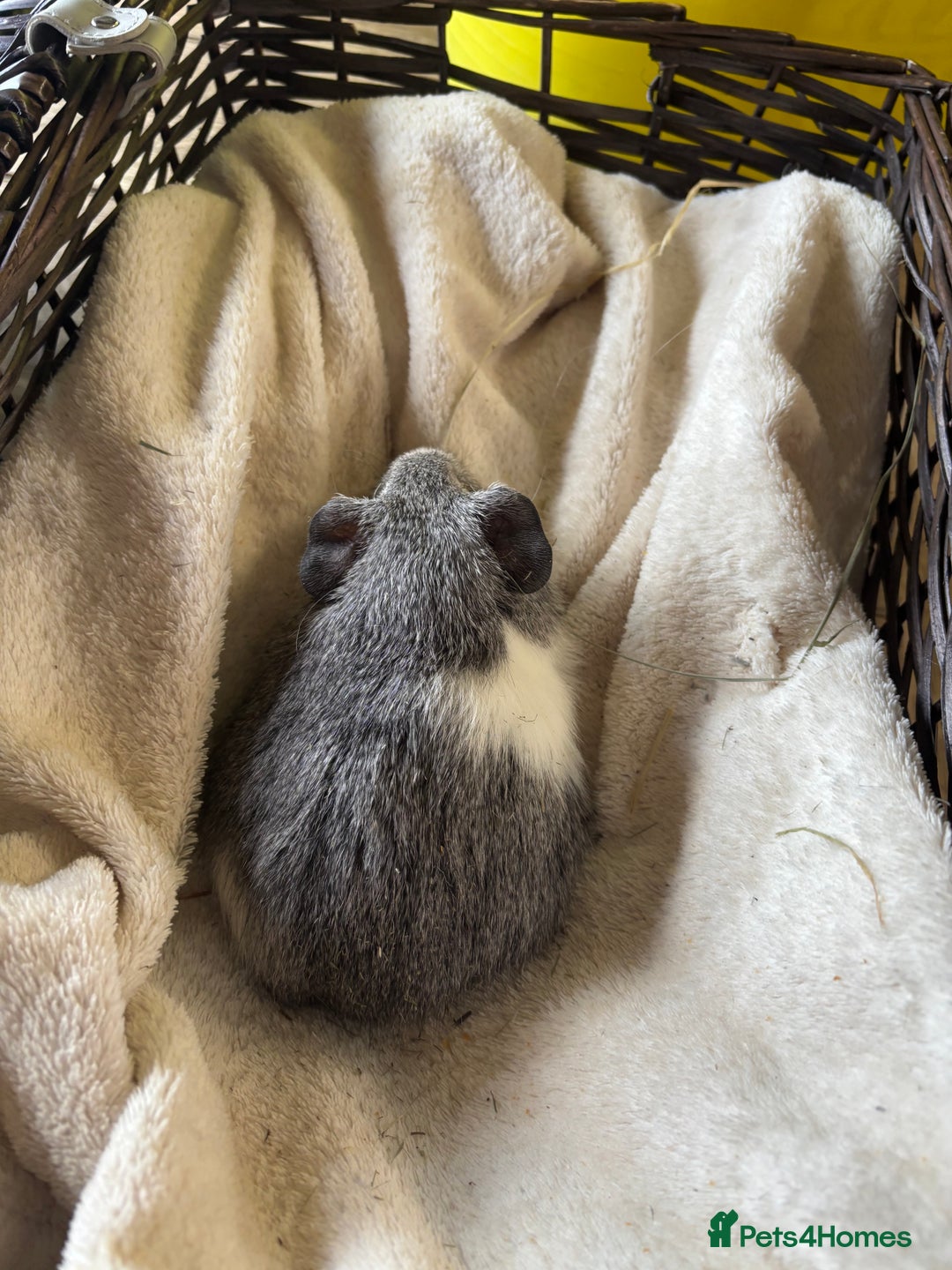 Guinea Pig rodents for sale: Beautiful baby guinea pigs for sale  - Image 3