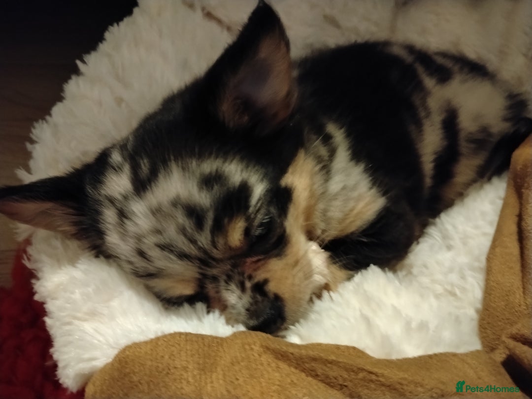 Chihuahua dogs for sale: Chihuahua girl  - Advert 6