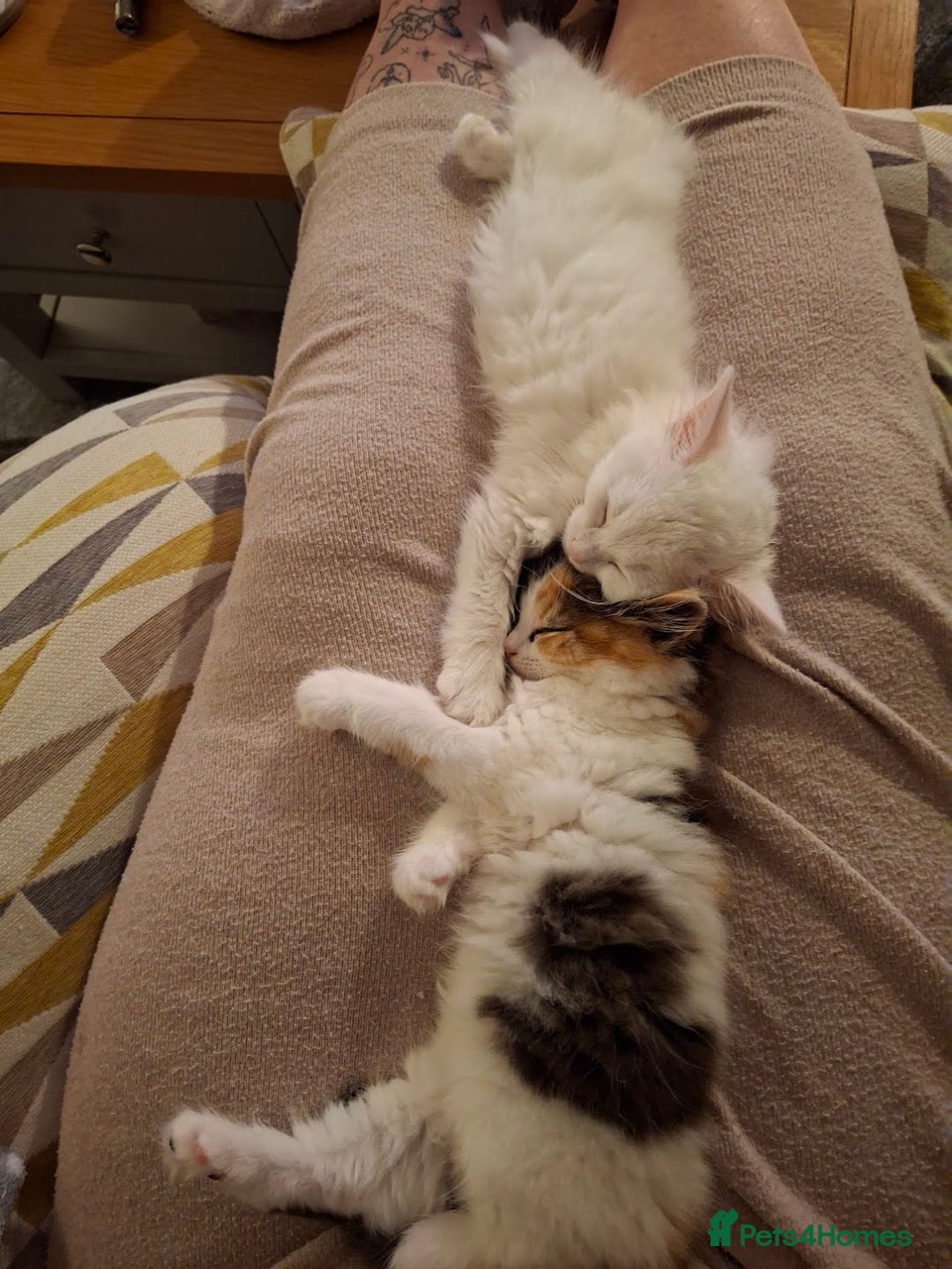 Turkish Angora cats for sale: Beautiful Turkish Angora Calico Female Kitten - Image 8