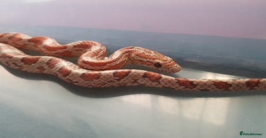 Corn Snake reptiles - Advert 4