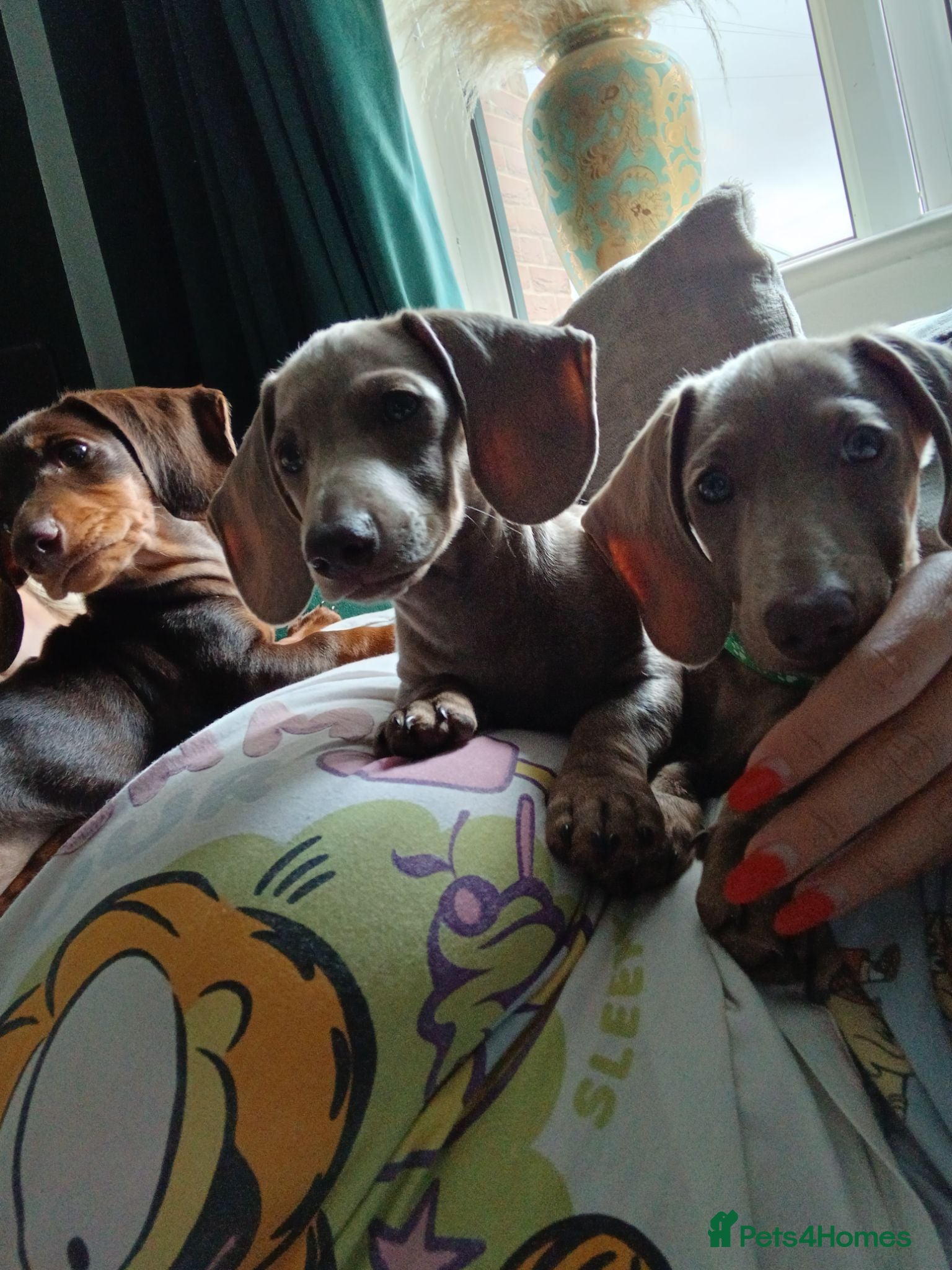Miniature Dachshund dogs Miniature Dachshund puppies 🐶  - Advert 1