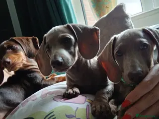 Miniature Dachshund dogs Miniature Dachshund puppies 🐶 - Advert 1