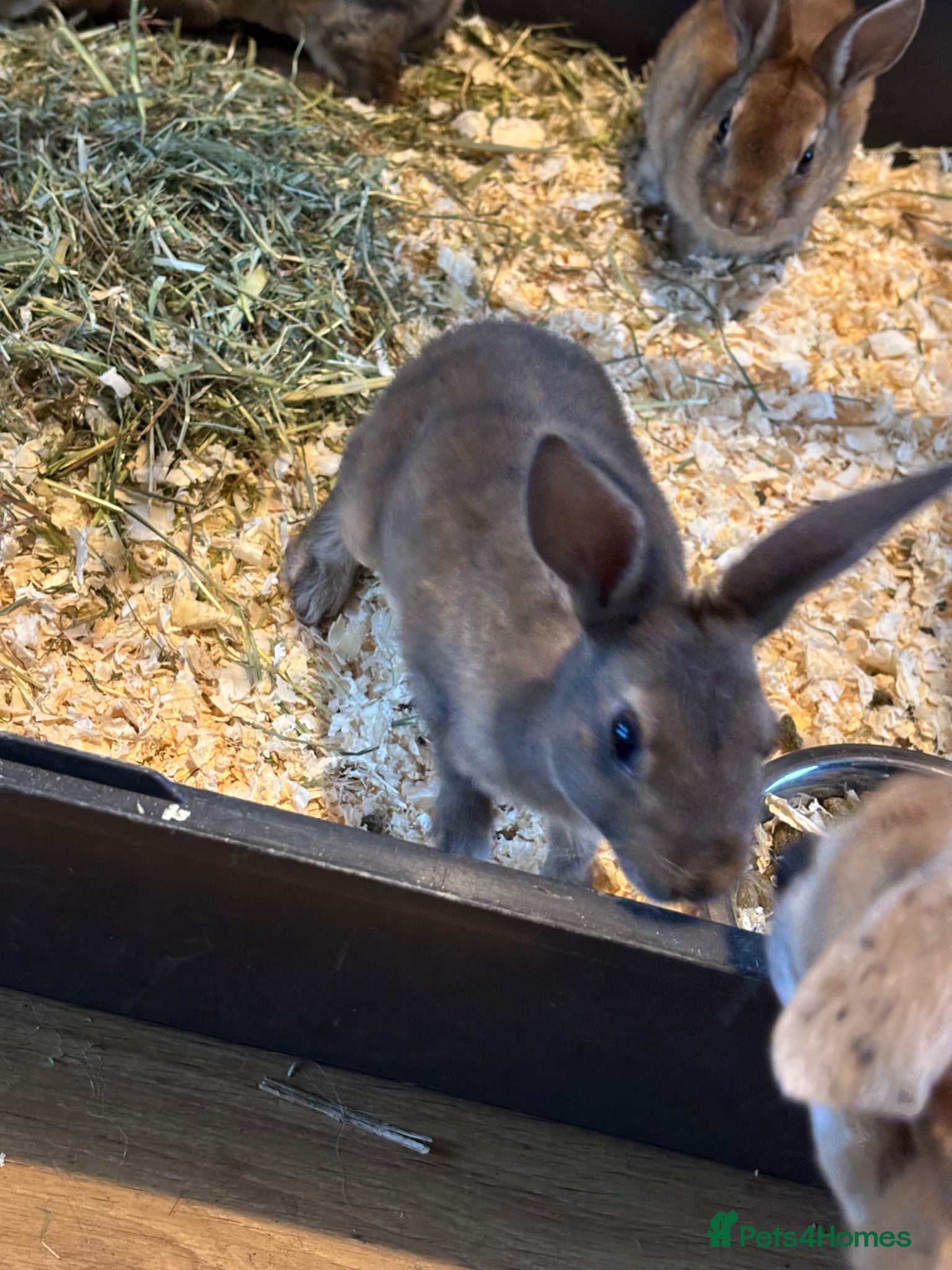 Rex rabbits for sale: Gorgeous velvet Rex babies - Advert 4