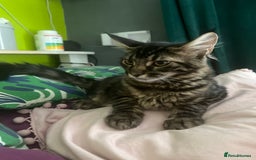 Maine Coon cats for sale: Gorgeous Black & Black Smoke kittens TICA parents - Image 39