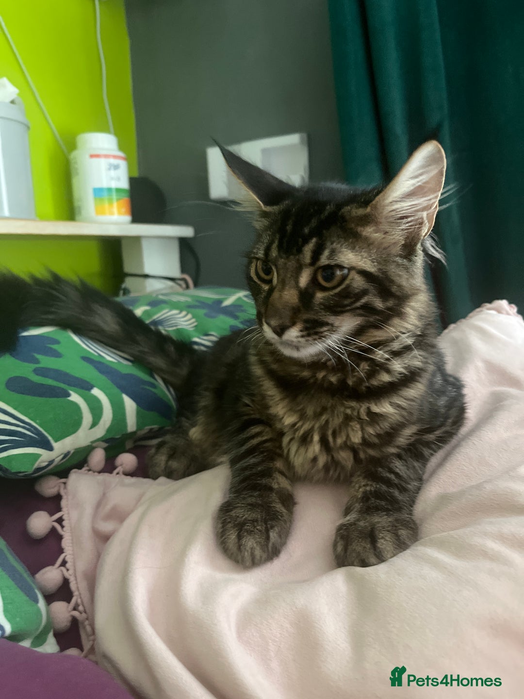 Maine Coon cats for sale: Gorgeous Black & Black Smoke kittens TICA parents - Image 39