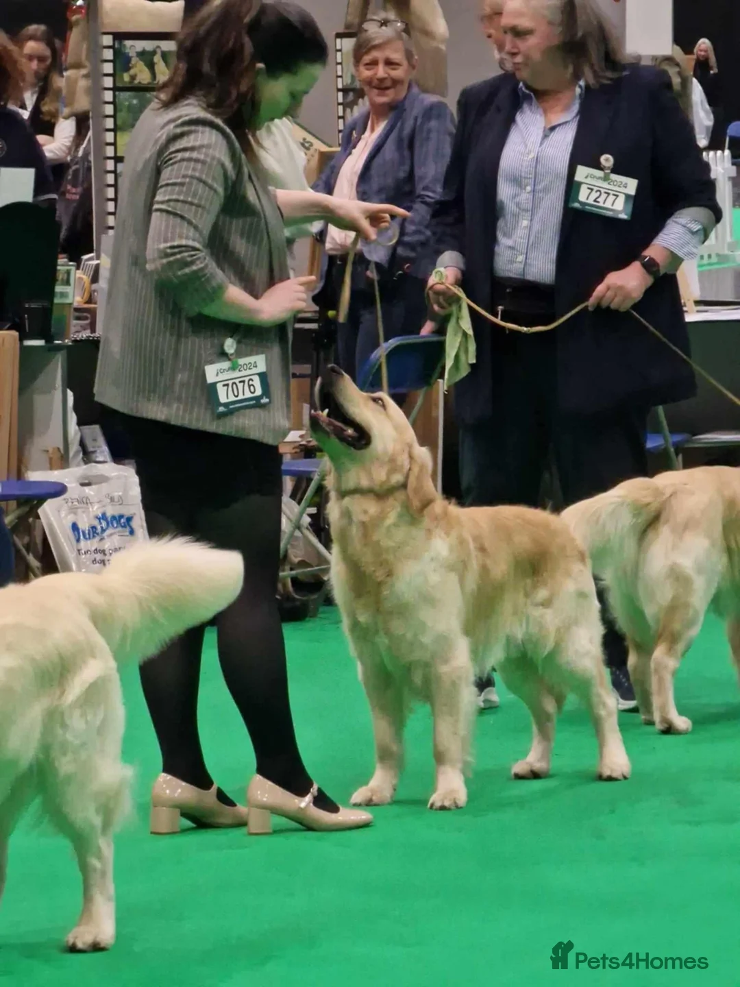 Golden Retriever dogs for sale: Beautiful male golden retriever  - Advert 3