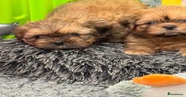 Shih Tzu dogs - Advert 6