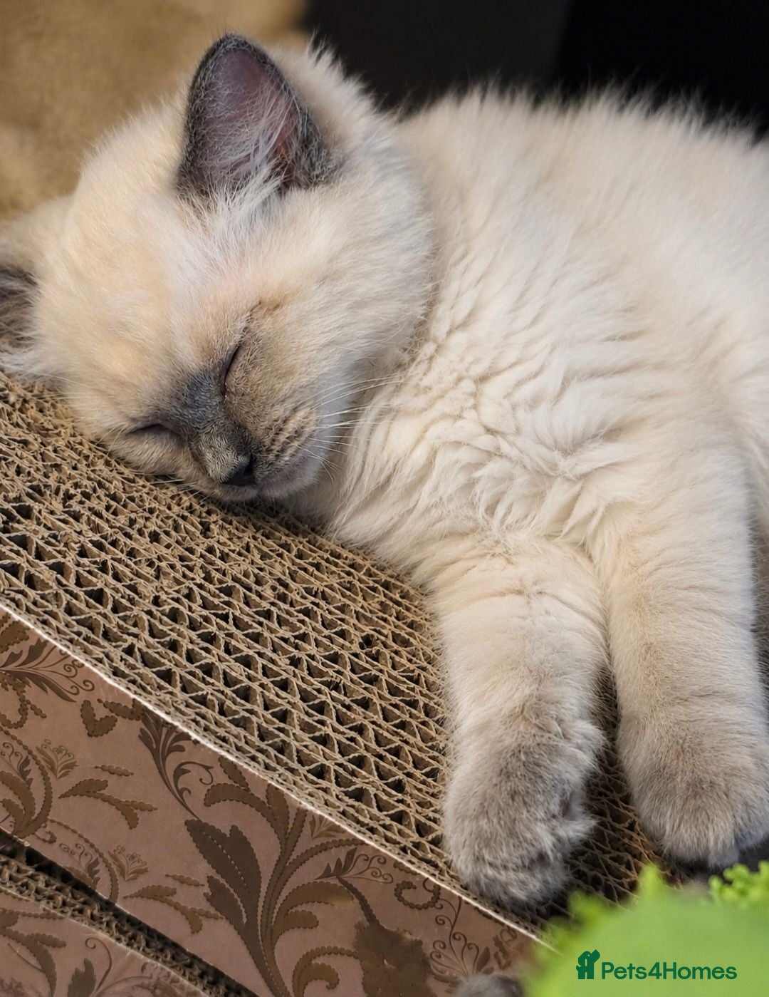 Ragdoll cats ✨️ Beautiful TICA-Registered Ragdoll Kittens ✨️ - Advert 2
