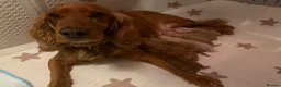 Cocker Spaniel dogs for sale: Red & golden cocker spaniel puppies 🐶 ❤️ - Advert 8