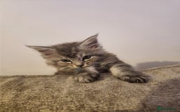 Maine Coon cats for sale: Maine coon kittens ready now  - Image 5