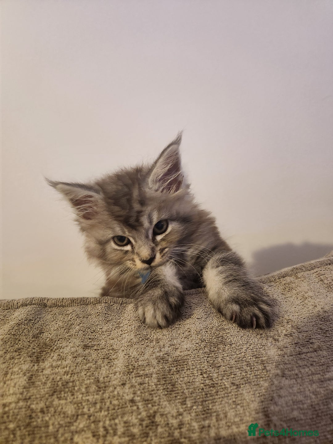 Maine Coon cats for sale: Maine coon kittens ready now  - Image 5