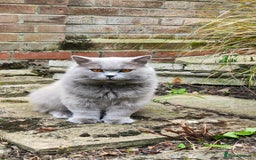 British Longhair cats for stud:  Exclusive British Blue Stud –  Friendly - Image 11